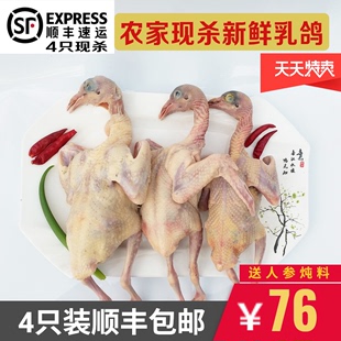 冷链运输 包邮 乳鸽肉4只顺丰 乳鸽生鲜鸽子肉农家散养活体现杀真空