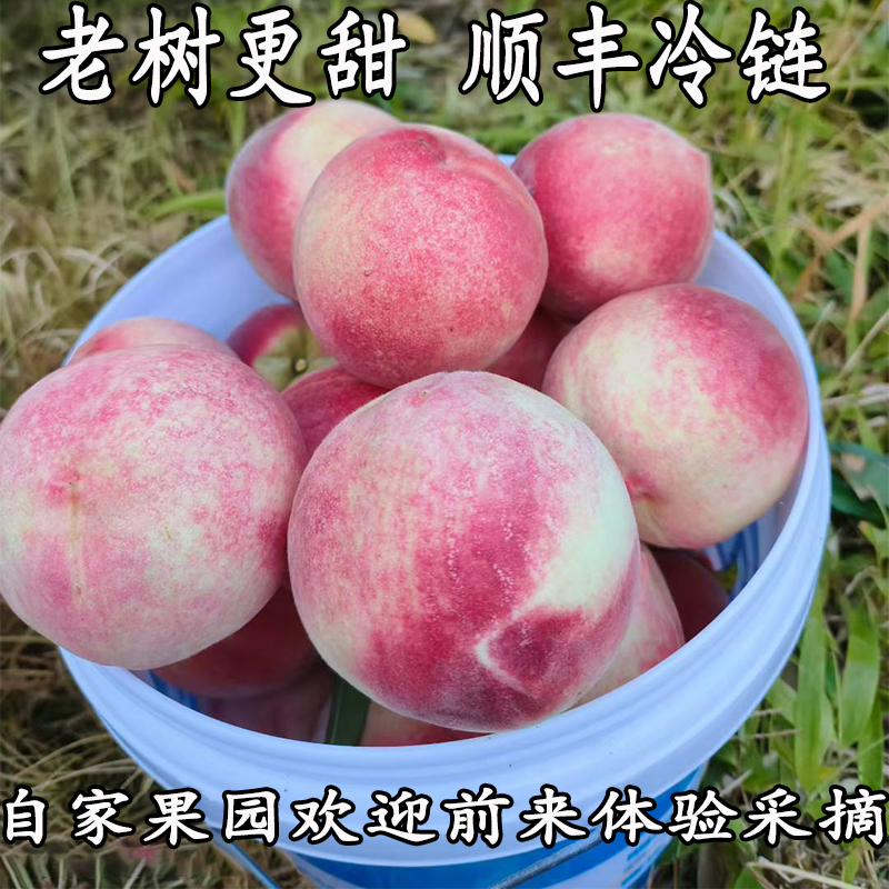 正宗古田白凤水蜜桃顺丰冷链