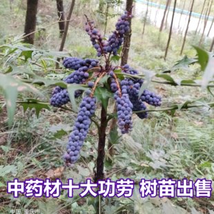 十大功劳树苗土黄连树苗中药材盆景阳台花卉盆栽庭院植物净化空气