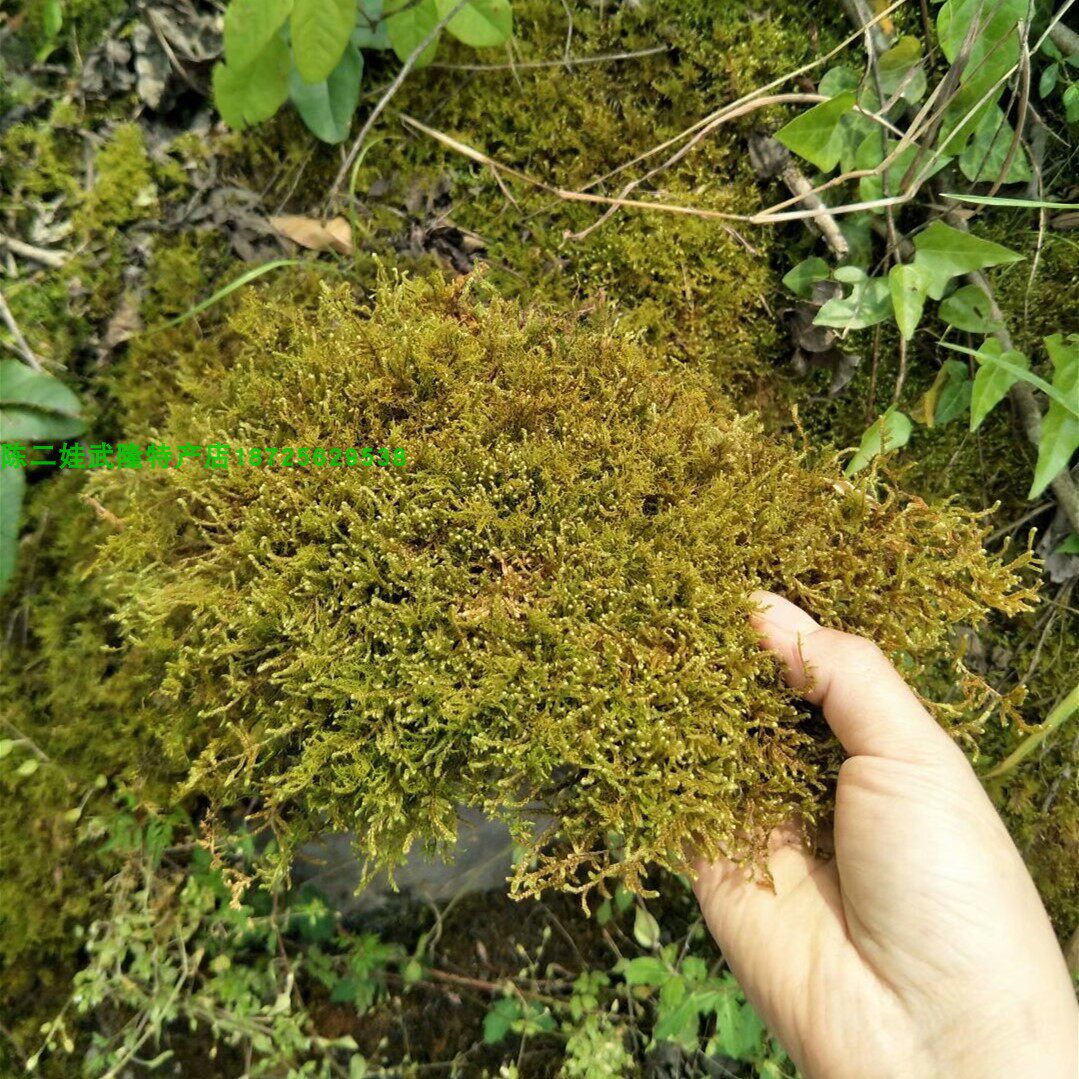 半干水苔干苔藓铁皮石斛蝴蝶兰多肉兰花食虫草肥料专用铺面营养土