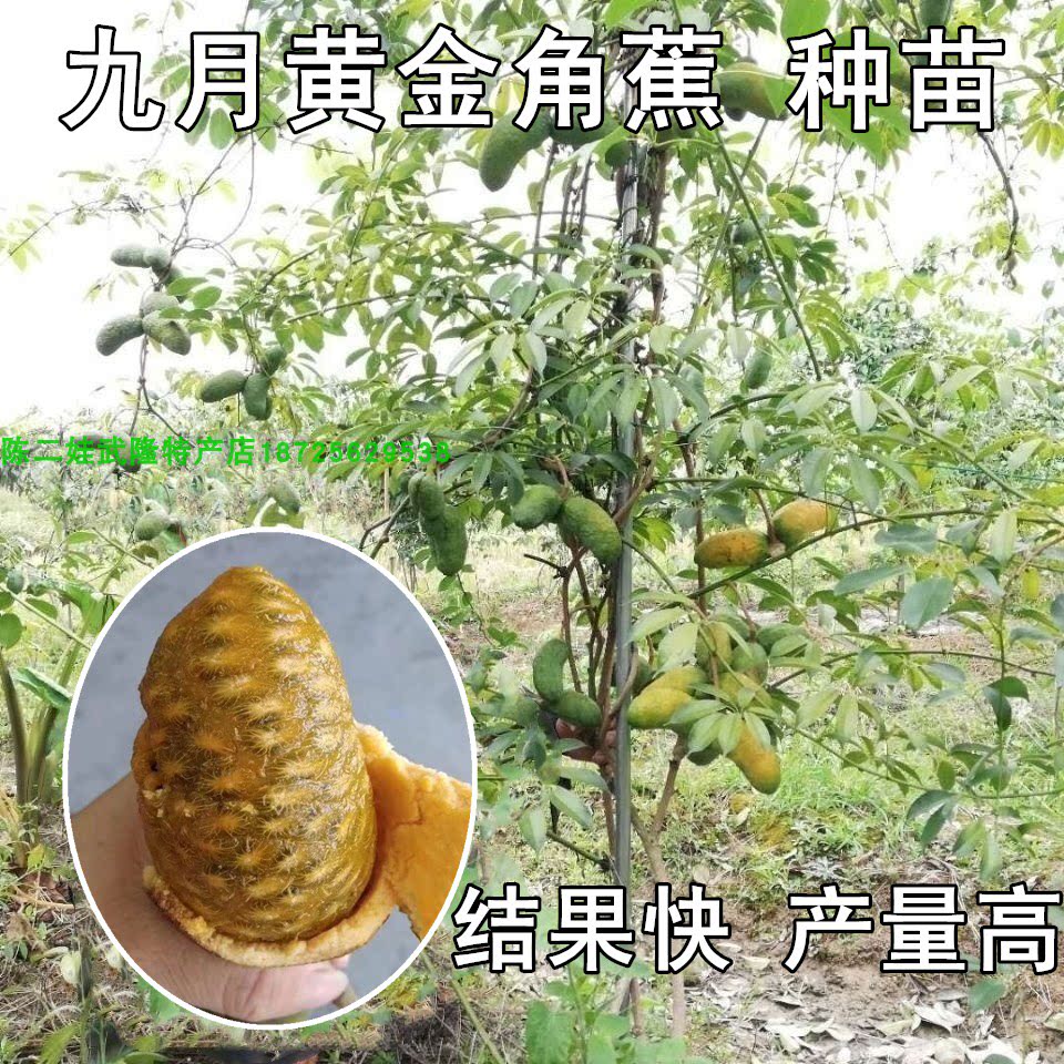 水果树苗牛卵坨树苗黄蜡瓜苗九月桌面绿植