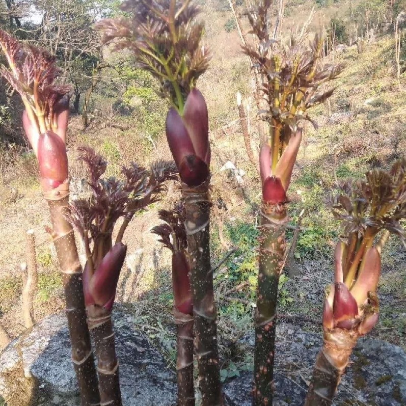 野生刺包树苗 刺老芽苗 刺嫩芽苗 刺儿包树苗 新鲜蔬菜水果树苗