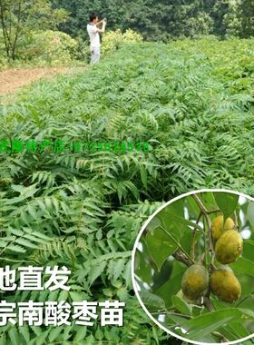 嫁接当年结果南酸枣树苗鼻涕梨五眼果苗四季盆栽地栽果树水果花卉