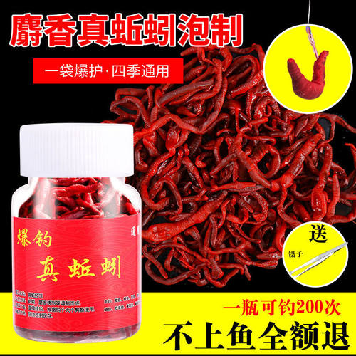 真蚯蚓麝香药酒浸泡鱼饵野钓黑坑鲫鱼鲤鱼草鱼罗非白条马口鱼饵料