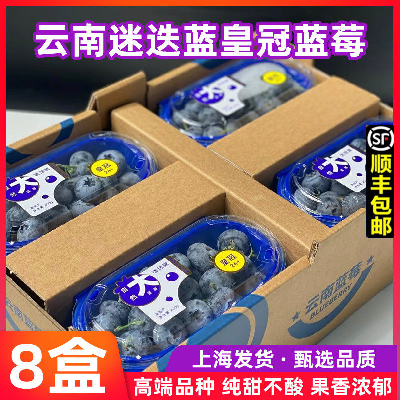 云南超大果皇冠蓝莓迷迭莓大蓝莓