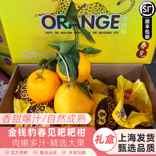 绿之源果乐多金钱豹春见粑粑柑8斤礼盒装新鲜水果橘子桔子发顺丰