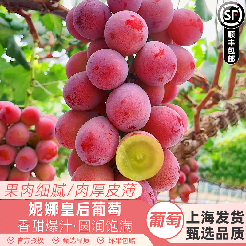 妮娜皇后葡萄红宝石红提新鲜提子女皇尼娜公主当季鲜果顺丰快递