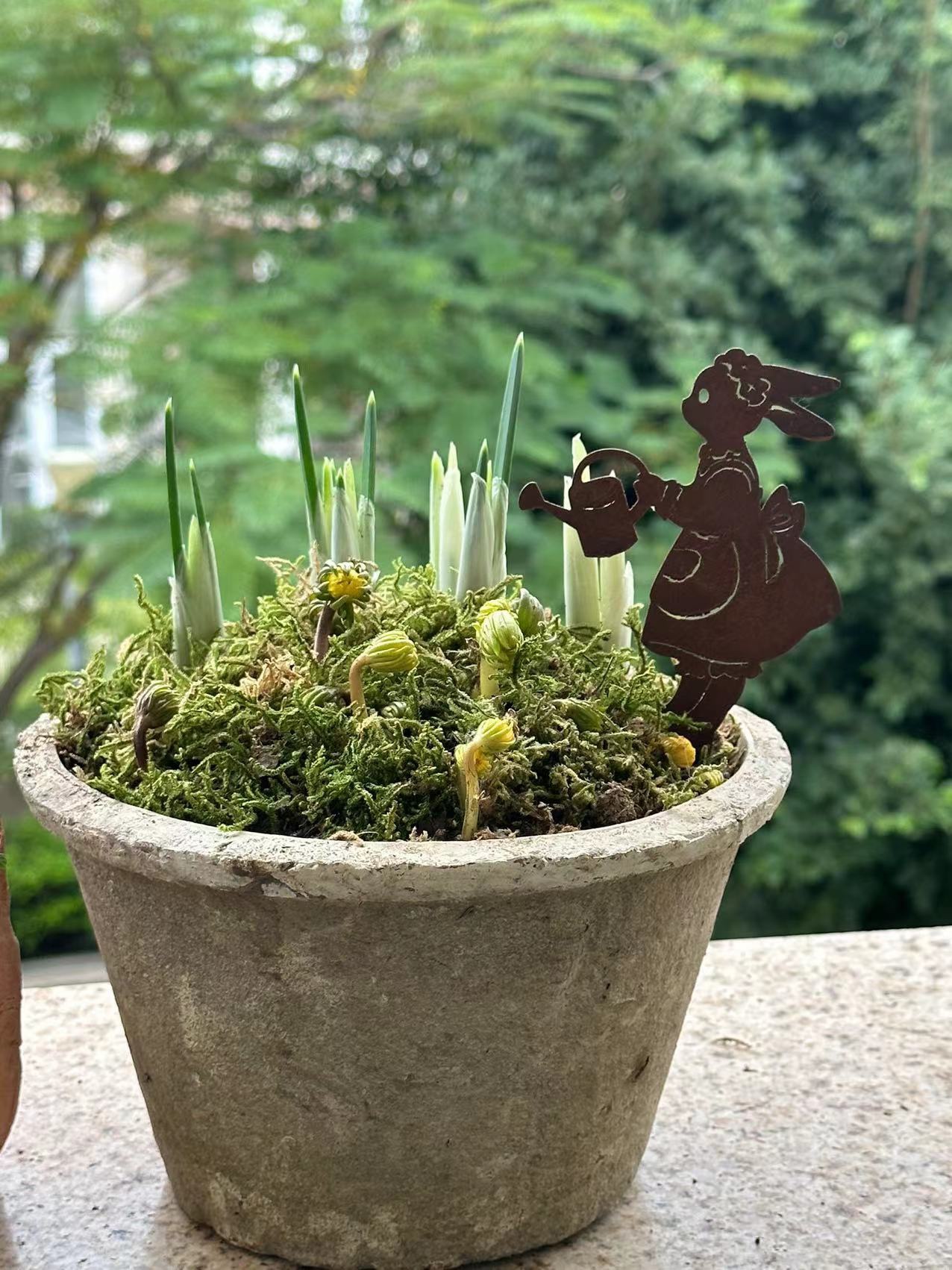 锈色花插浇水的兔妹妹