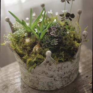 铁艺皇冠花盆日系花园杂货摆件树根组盆草花套盆 ins 花园同款