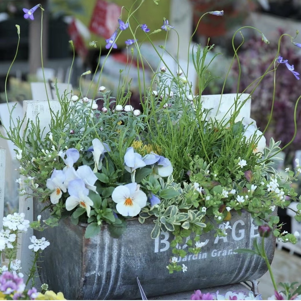 日系铁艺长条花盆组合花盆杂