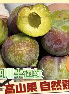 1【这个李子有点酸】四川特产半边红新鲜李子当季水果脆甜多汁