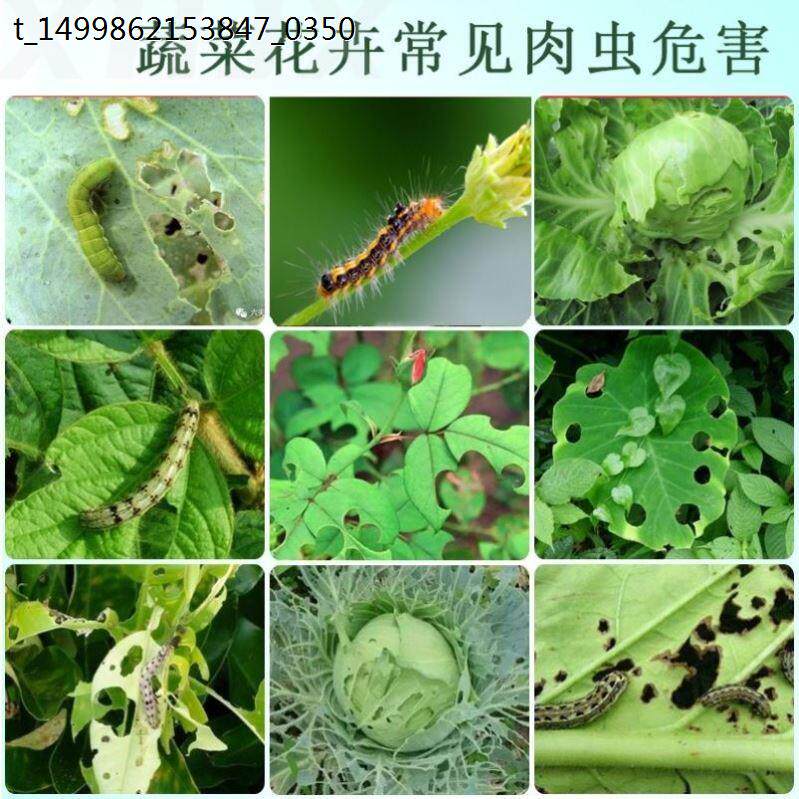 打菜虫药土壤葡萄果树通用