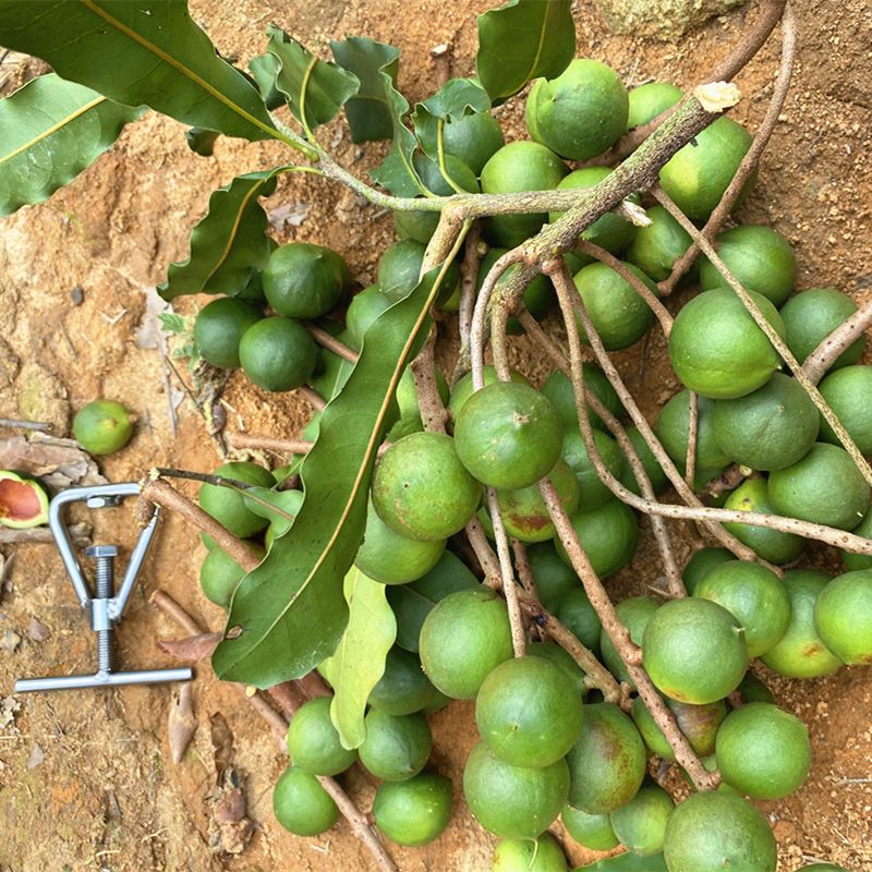 夏威夷果树苗嫁接特大澳洲坚果树桂热一坚果树果树苗四季南方种植