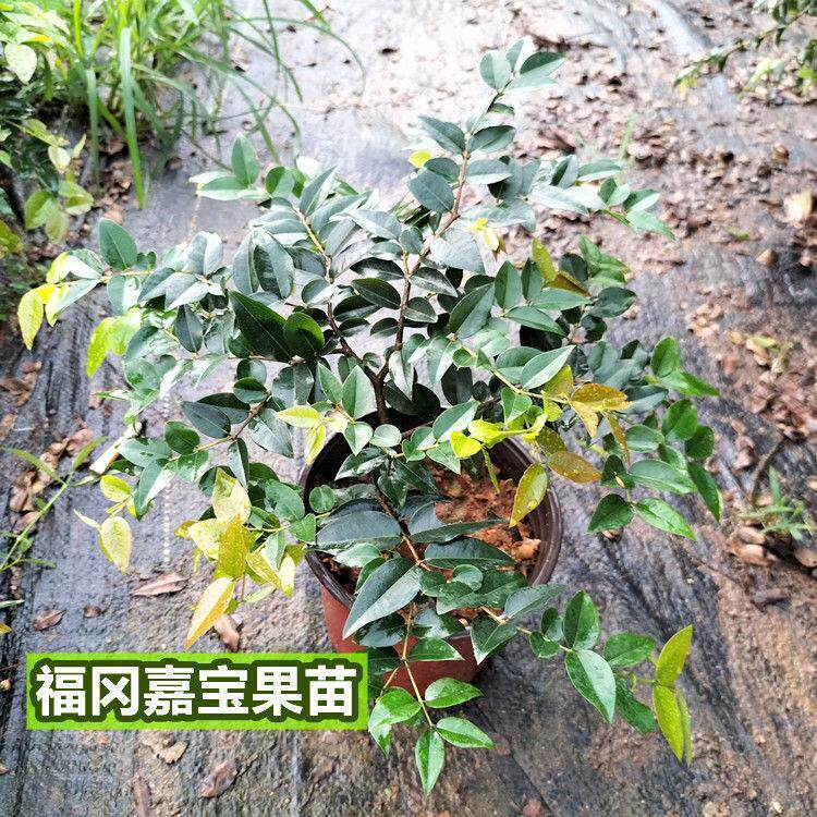 广西四季早生嘉宝果南北方种植四季结果盆栽庭院观赏植物水果树苗