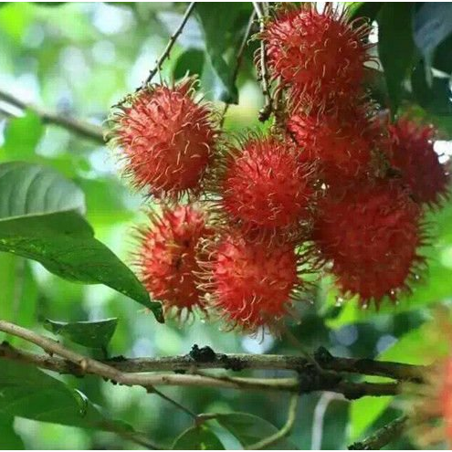 果树苗 海南正宗红毛丹树苗 毛荔枝果苗盆栽地栽庭院南方北方种植