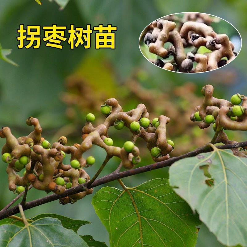 拐枣苗树苗拐枣果树苗万寿果苗鸡爪连金钩梨盆栽地栽带土带叶