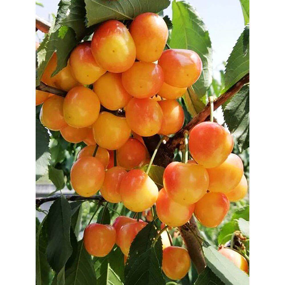 中晚熟黄色大果新品种1-5辉煌大樱桃苗果树吉塞拉矮化盆栽樱桃苗