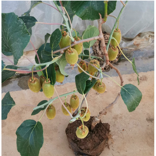 红心猕猴桃苗大果南北方种盆栽地栽嫁接软枣猕猴桃树果苗当年结果