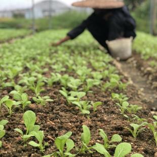 广东潮汕春菜新鲜蔬菜农家自种农产品3斤装包邮
