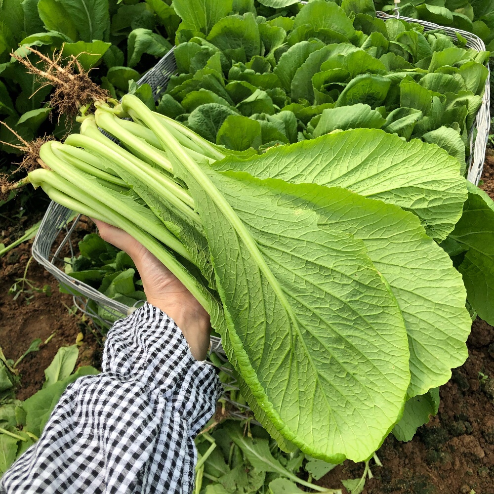 广东潮汕春菜新鲜农家自种包邮