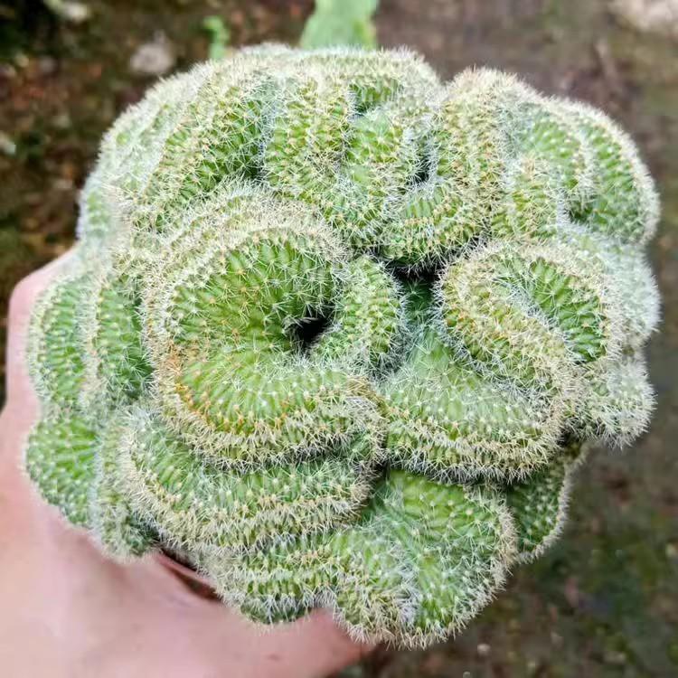 白檀缀化稀少开红花多肉植物