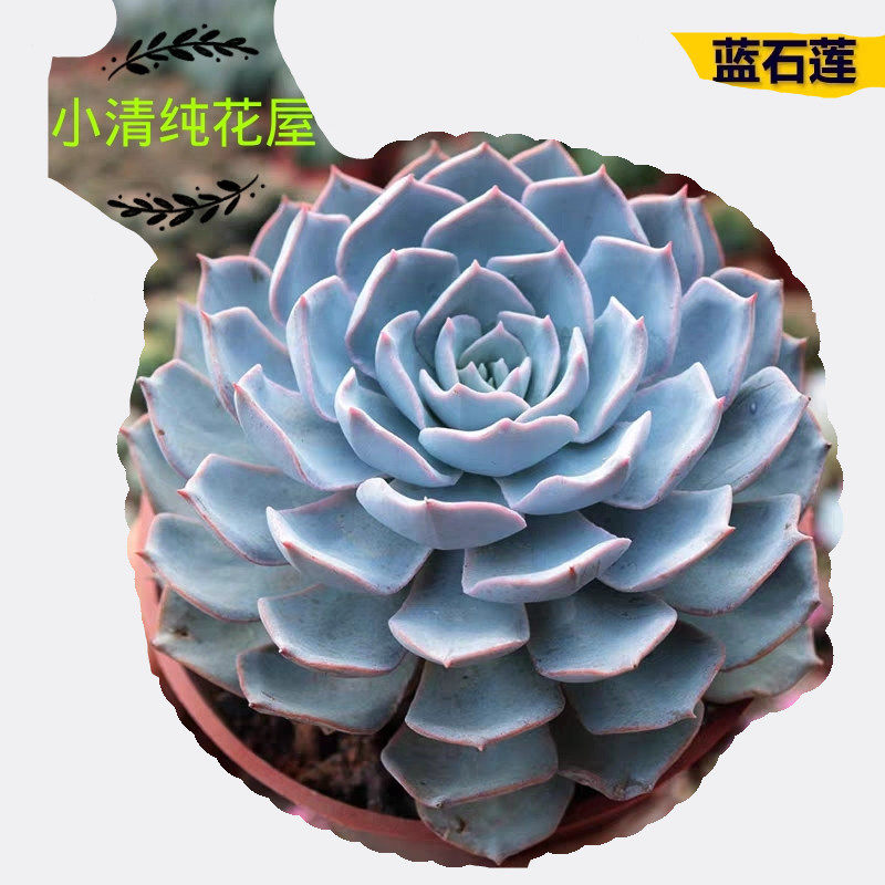 蓝石莲老桩多肉植物盆栽