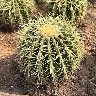 金虎仙人球实生仙人掌多肉植物硬刺开花小盆栽 办公室桌面