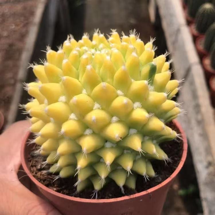 迎春锦黄色仙人球嫁接落地多肉植物室内解压盆栽阳台易养单头盆栽