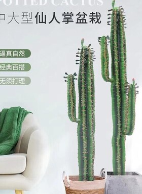 室内热带植物仿真仙人掌