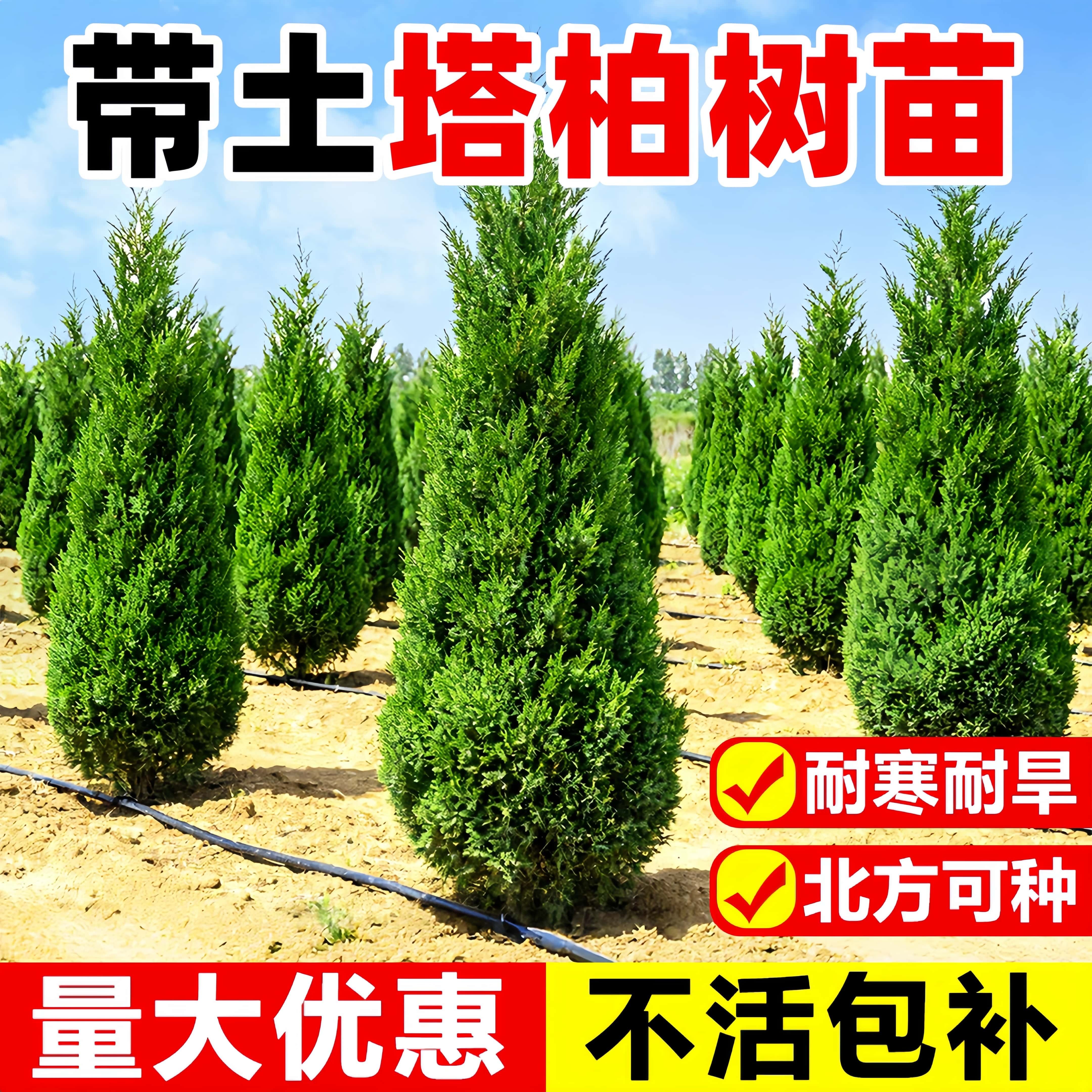 塔柏树苗带土大树四季常青耐寒易活庭院园林道路绿化龙柏侧柏苗木