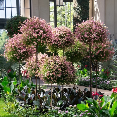 小木槿棒糖花苗盆栽重瓣树