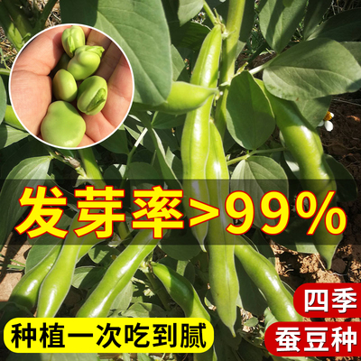 七星大蚕豆种籽种子苗