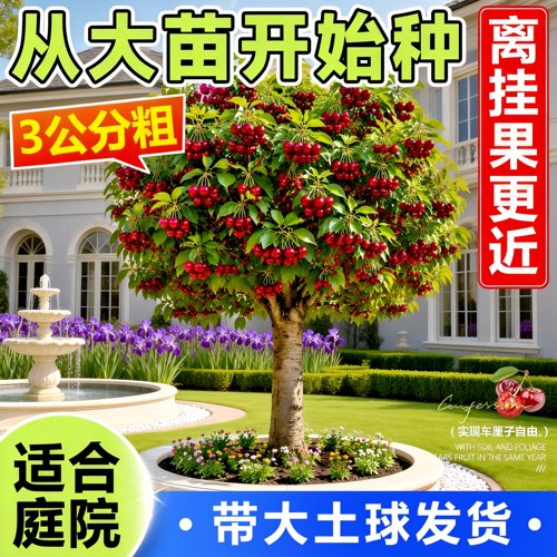 黑珍珠特大矮化嫁接车厘子果苗