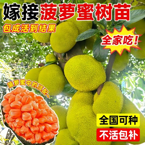 菠萝蜜嫁接果树苗四季好养全国种