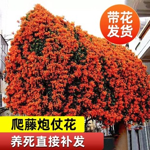 炮仗花爬藤植物四季开花卉盆栽阳台庭院凌霄花苗老桩大苗藤蔓爬墙