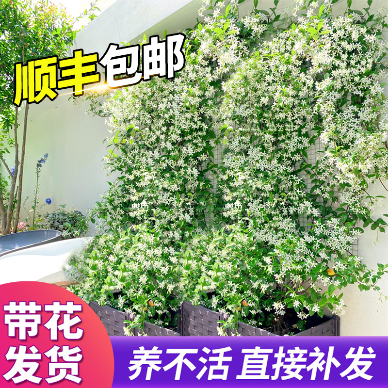 风车茉莉爬藤植物垂丝络石藤四季开花苗室内阳台花卉盆栽常青绿植 鲜花速递/花卉仿真/绿植园艺 时令草本花卉 原图主图