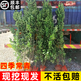 丛生大叶北海道黄杨树苗直立冬青庭院别墅绿篱耐寒四季常青不落叶