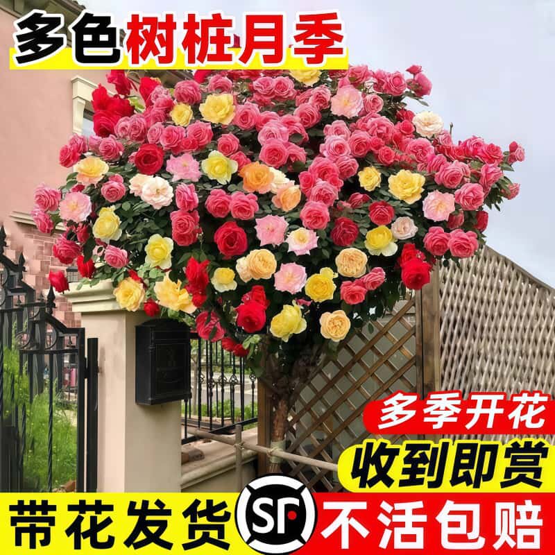 多色棒棒糖月季树桩花苗四季开花老桩特大花浓香大苗室外庭院耐寒