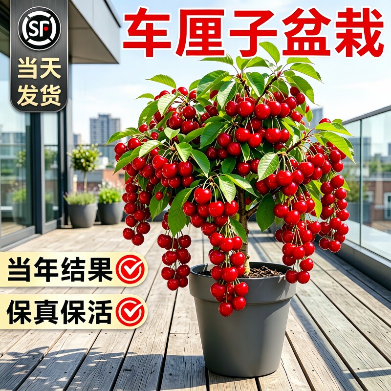 车厘子矮化嫁接盆栽果树苗图片