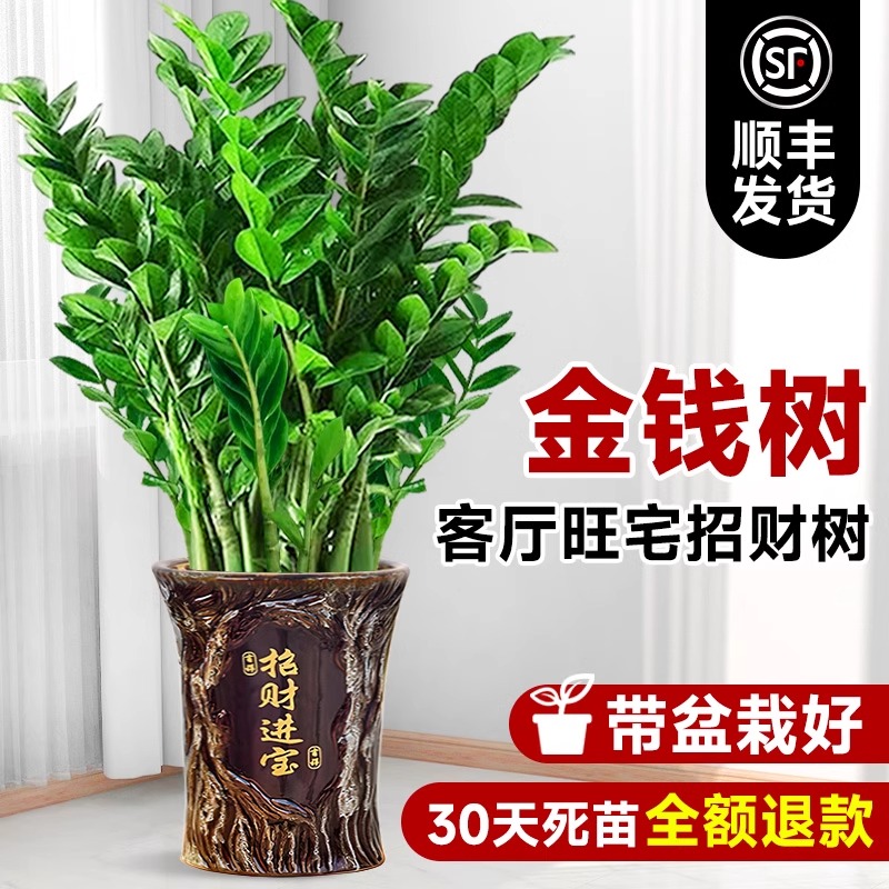金钱树盆栽客厅大花盆摆件办公室内招财大型绿植摇钱串子好养植物