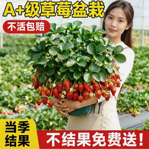 新手四季甜香大果草莓盆栽