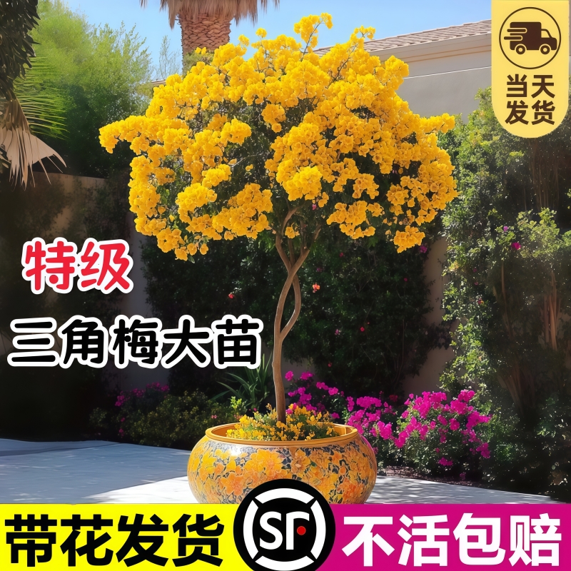 三角梅大苗绿叶樱花带花地栽