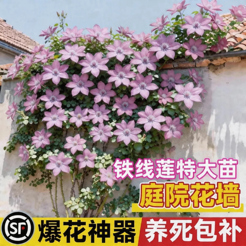 铁线莲大苗带苞四季开爬藤盆栽
