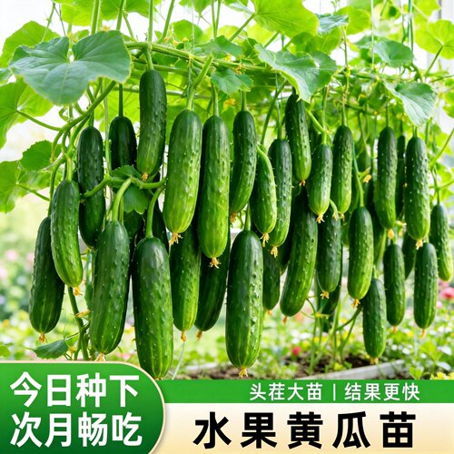 老品种水果黄瓜苗阳台盆栽高产