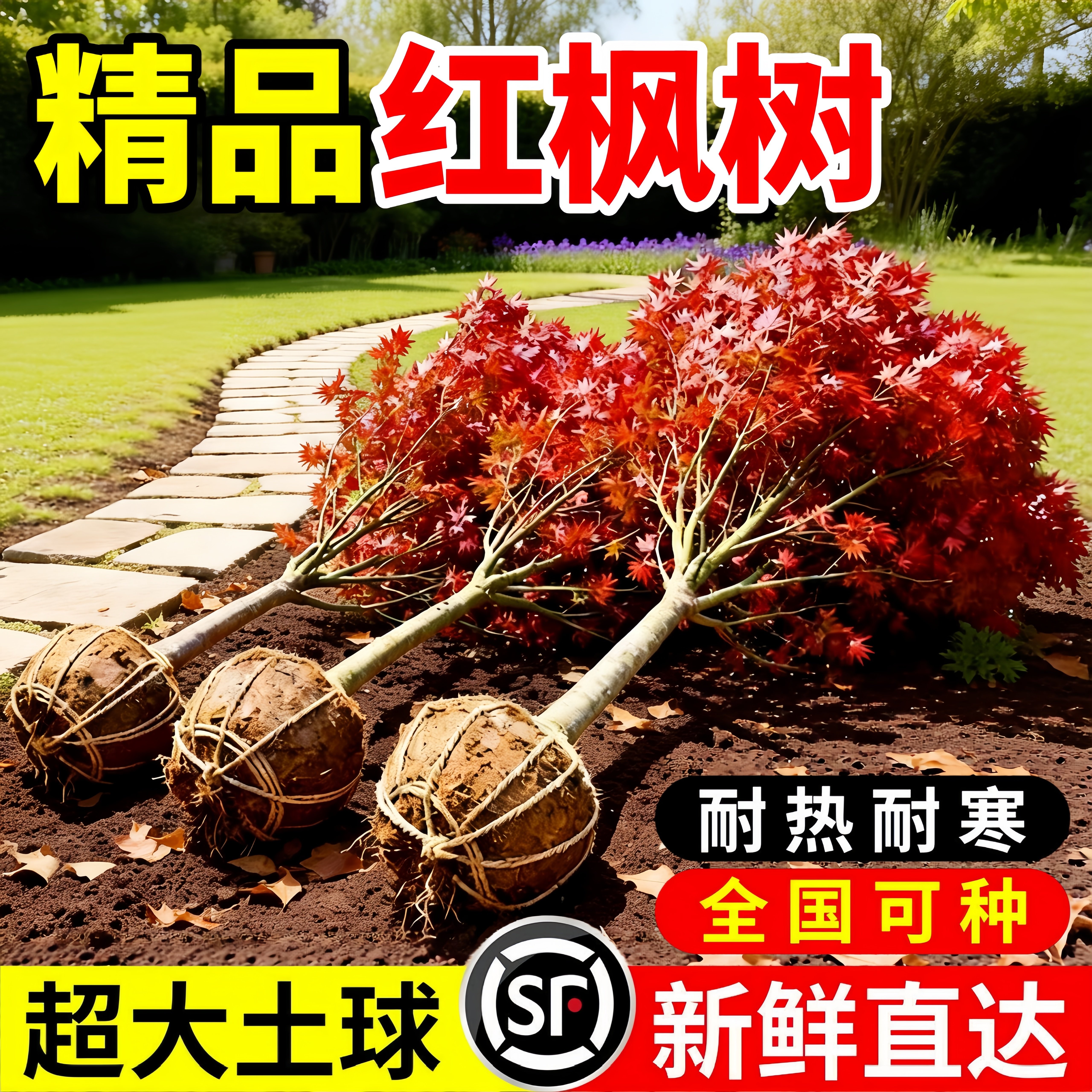 四季红舞姬红枫树苗耐寒好养图片