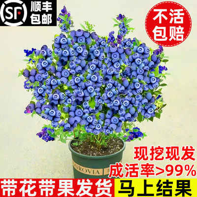 l25蓝莓苗果树盆栽带优瑞