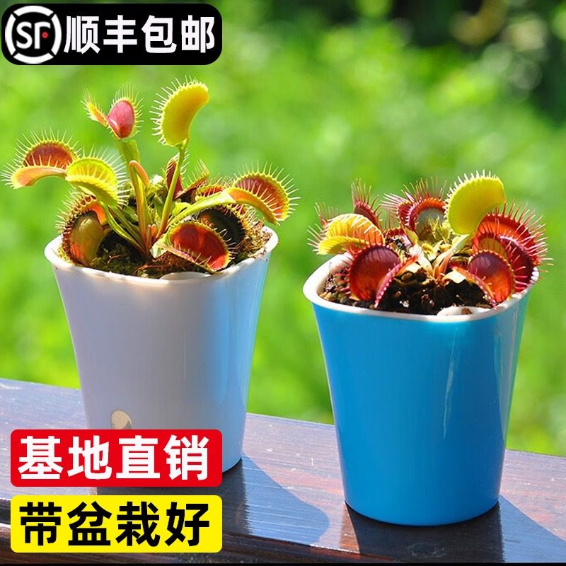 捕蝇草桌面盆栽超大苗猪笼草夏季食虫食人植物扑蝇草室内驱蚊花卉 - 实物图