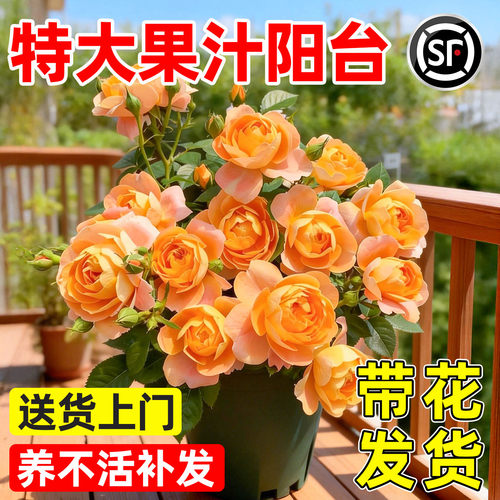 果汁阳台月季盆栽多头带花苞