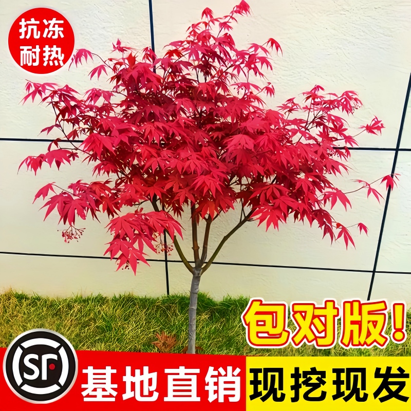 日本红枫树苗四季红舞姬盆栽中国红枫庭院别墅绿化植物耐寒好养活_虎窝淘