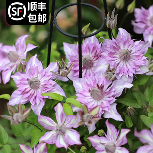 恭子小姐铁线莲花小苗盆栽早花大花阳台垂吊花卉爬墙易活绿植物